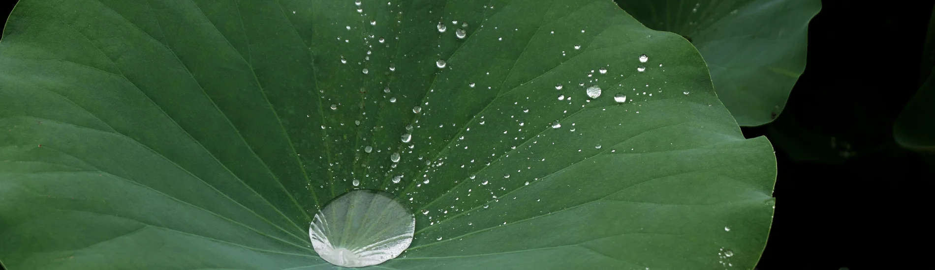 The modern beauty industry is currently navigating a significant shift toward transparency, driven by consumer demand for safe and sustainable products. However, terms like "natural" and "organic" are often used loosely in marketing, leading to confusion and skepticism. To combat greenwashing, brands are increasingly seeking organic cosmetic certification to validate their claims. This article aims to demystify the complex landscape of compliance, specifically focusing on the globally recognized COSMOS standard, the nuances of ECOCERT vs NATRUE, and what these certifications ultimately mean for the future of clean beauty.